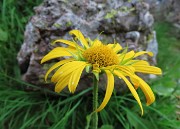 33 Doronicum grandiflorum (Doronico dei macereti)